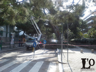 Pescara, potatura alberi: da martedì gli interventi