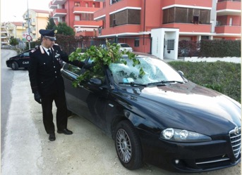 Albero cade su un automobilista a Spoltore: soccorso dai Carabinieri, l'uomo è illeso