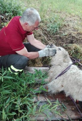 Pescara, cane salvato dai Vigili del Fuoco nel fiume