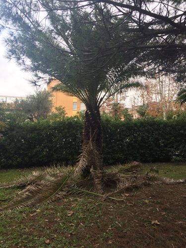 manutenzione-al-giardino-comunale-di-pescara