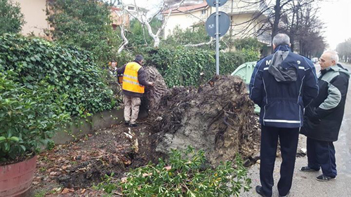 alberi caduti a Pescara