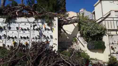 Cade un pino nel cimitero di Colle Madonna.