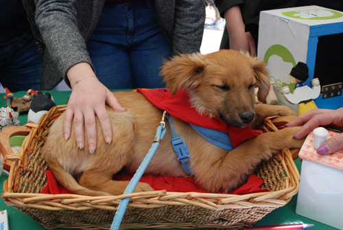 cagnolino a Adotta un Amico a Montesilvano,