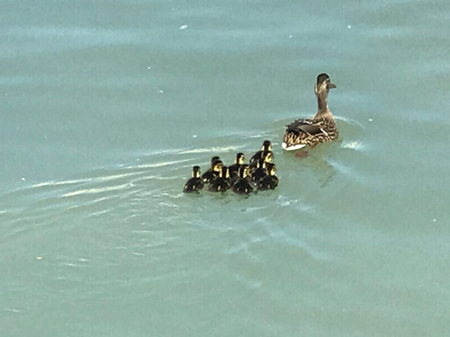 papere e cuccioli a Pescara in mare