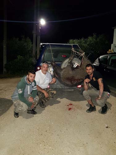 cinghiale. Spada e figli di De Melis