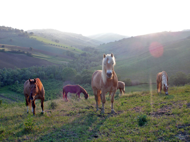 cavalli nel ranch