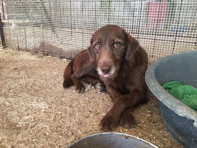 Gas Teramo cagnolino