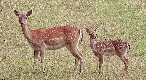 capriolo