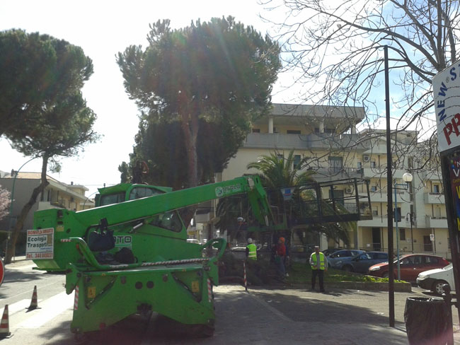 Roseto, manutenzione verde: nuovi interventi di potatura