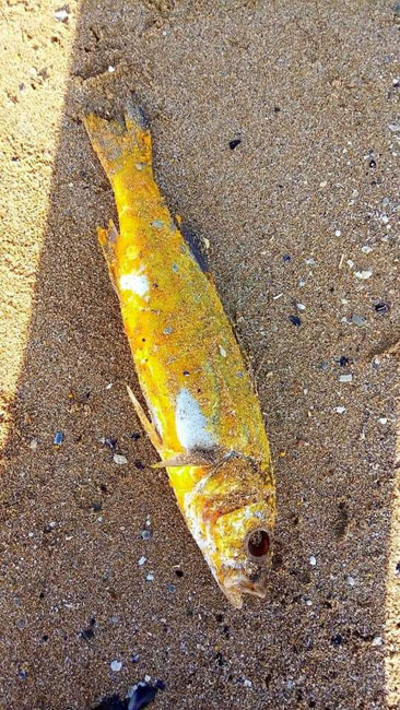 pesce giallo morto Pescara