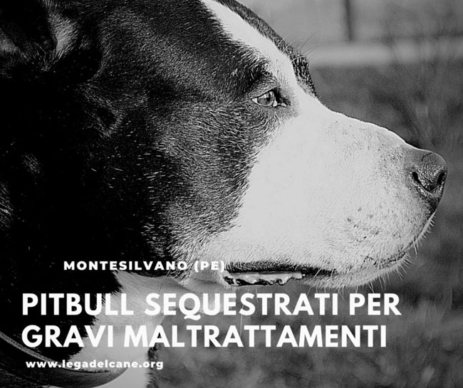 pitbull sequestrati montesilvano