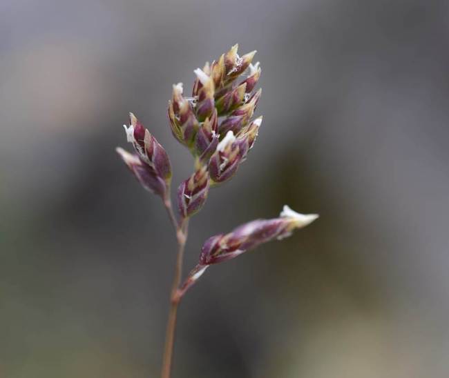 foto poa magellensis