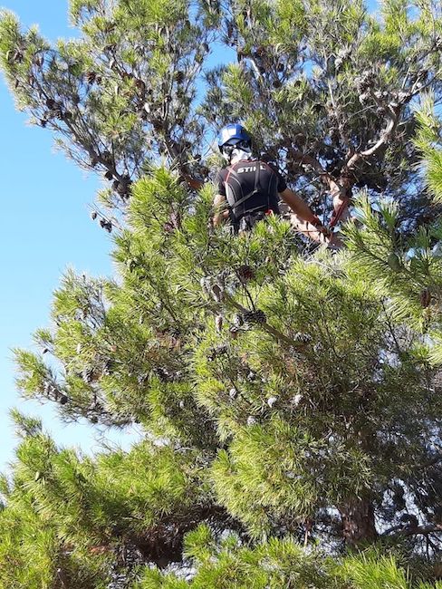 tree climbing