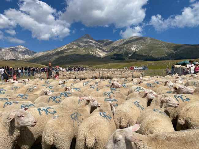 ovini campo imperatore 01