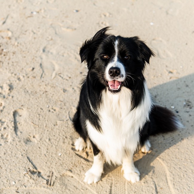 cane in spiaggia