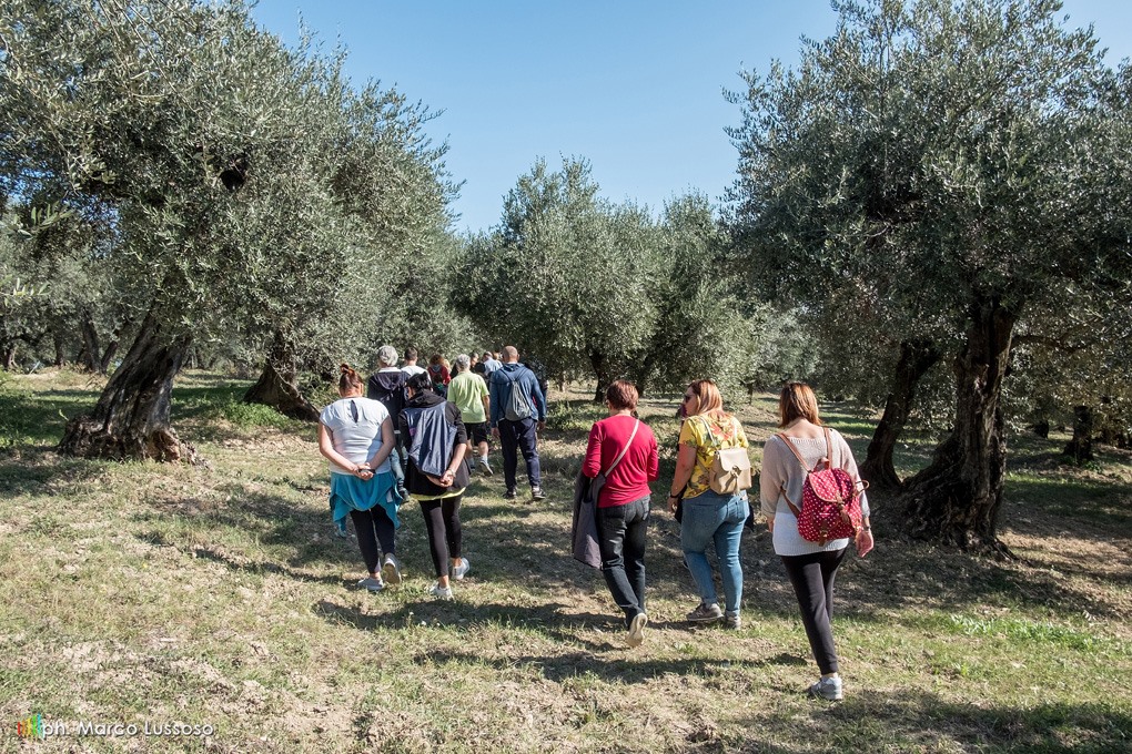 Camminata tra gli olivi