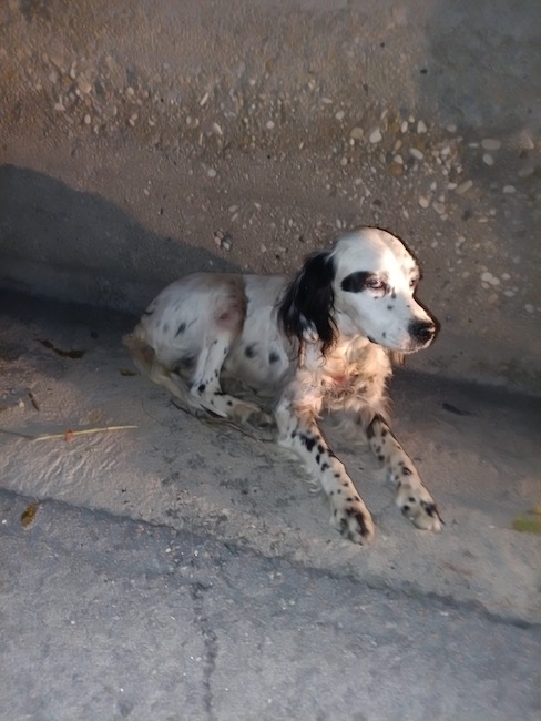 cucciolo setter